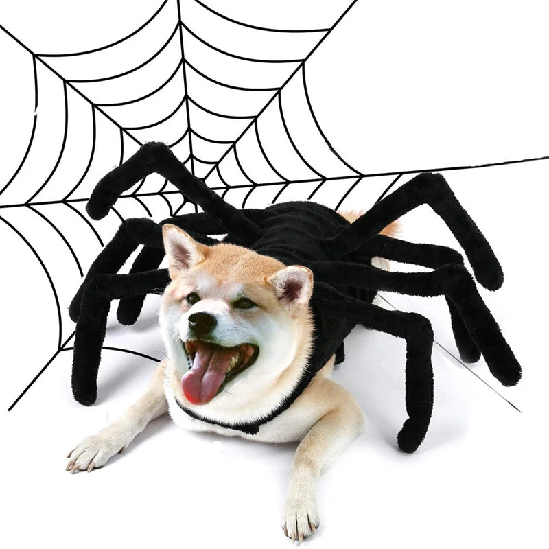 Halloween Spider Pet Costume