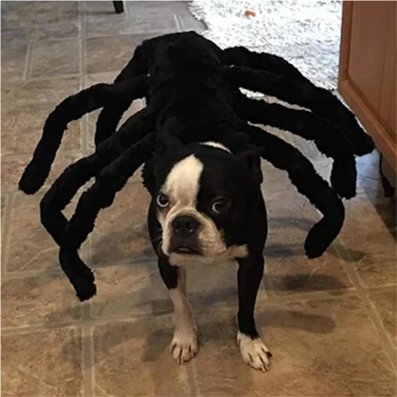 Halloween Spider Pet Costume